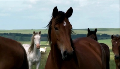 Before Video Cartoonizer